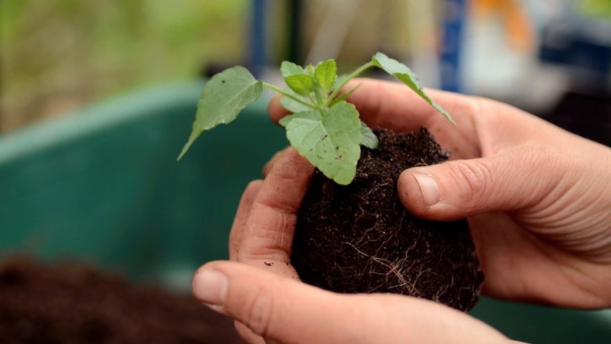 En liten planta ska omskolas. En av de aktiviteter som genomförs på Gröna Rehab