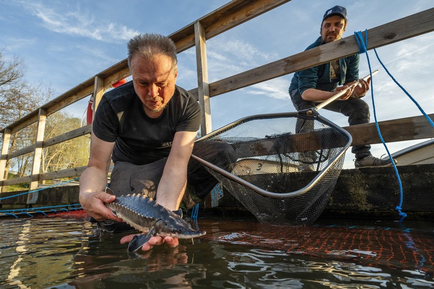 man släpper i en fisk i vattnet