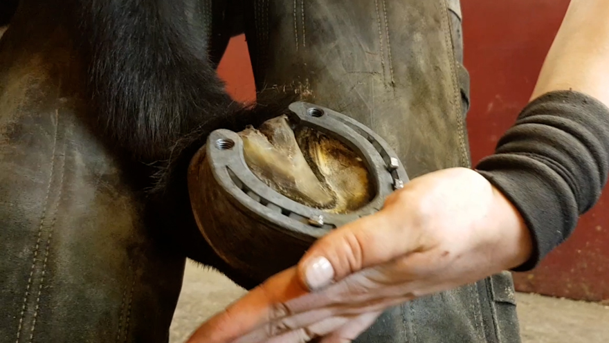 Hand håller upp hov med hästsko