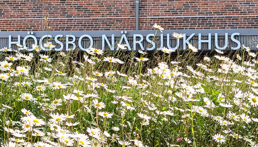 Ängsblommor. Bakom dessa syns skylten Högsbo närsjukhus.