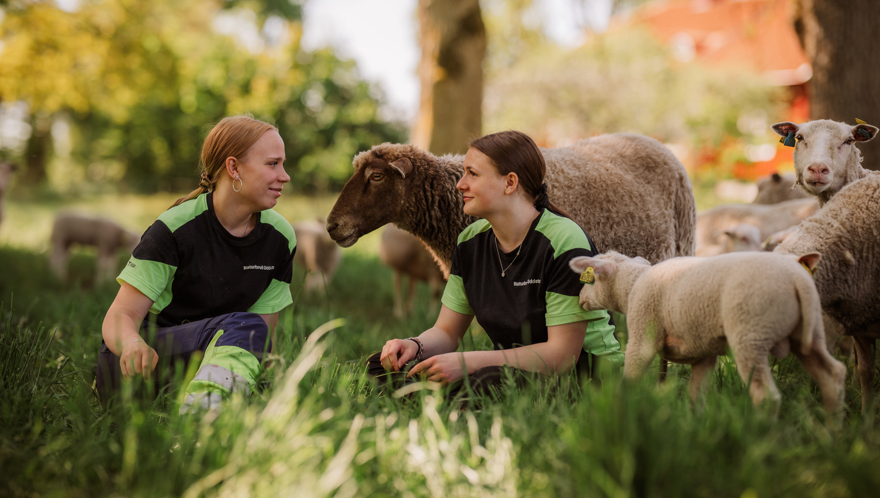 Två elever sitter i högt gräs omgivna av får och lamm
