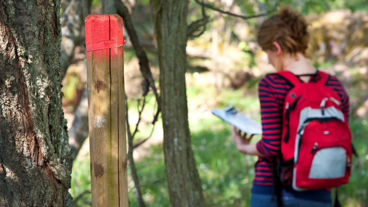 En person är ute i naturen, har ryggsäck och läser en karta. En pinne med en röd markering finns i förgrunden.