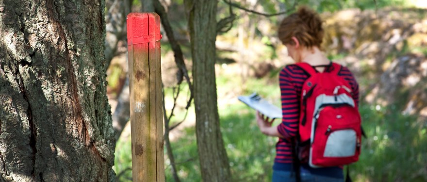 En person är ute i naturen, har ryggsäck och läser en karta. En pinne med en röd markering finns i förgrunden.