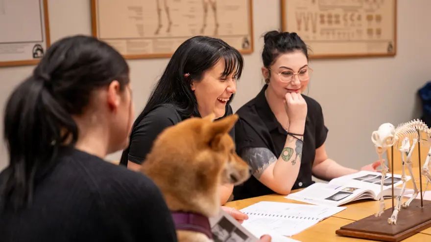 Tre djurvårdelever pluggar med djur