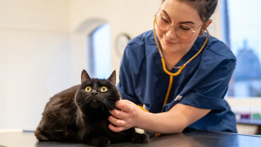 Djurvårdarelev med stetoskop håller handen på en katt