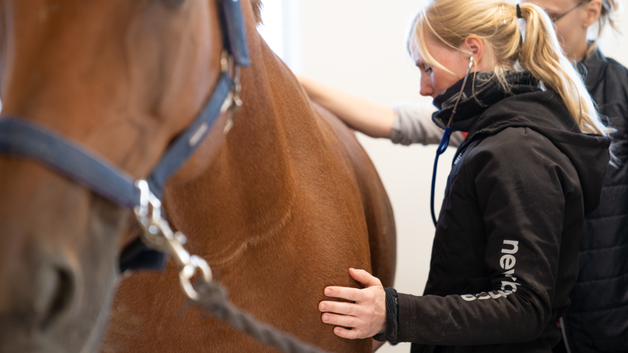 Två elever håller händerna på och undersöker en häst