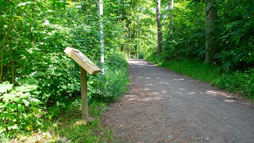 En låg träskylt på en stolpe står utmed en skogsväg. Grönskan prunkar runt gångvägen, höga träd och buskar omger den.