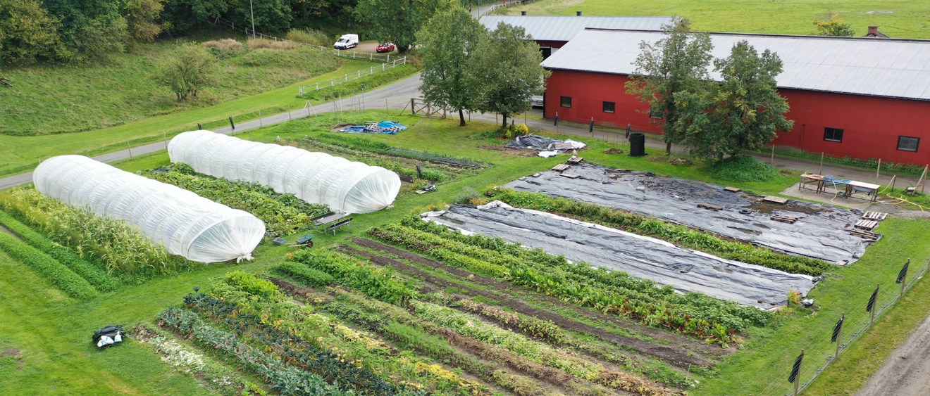 Drönarbild över småskalig grönsaksodling