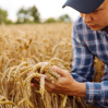 Man i keps och rutin skjorta sitter i sädesfält och håller moget vete i sina händer
