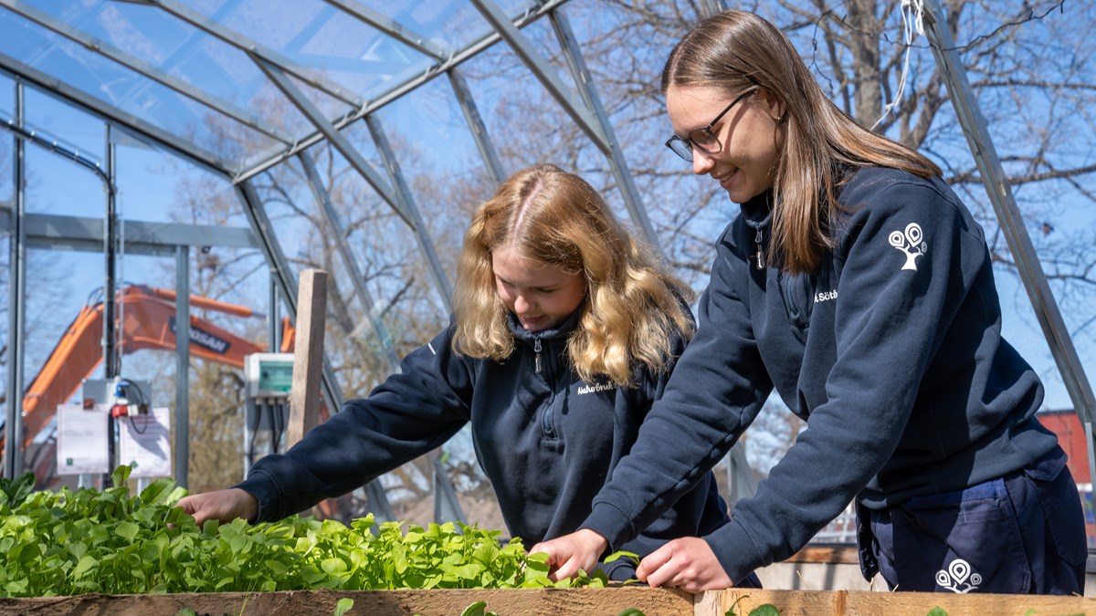 Två elever i växthus plockar med salladsodling