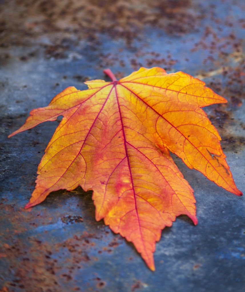 Ett orange höstlöv på en våt mark