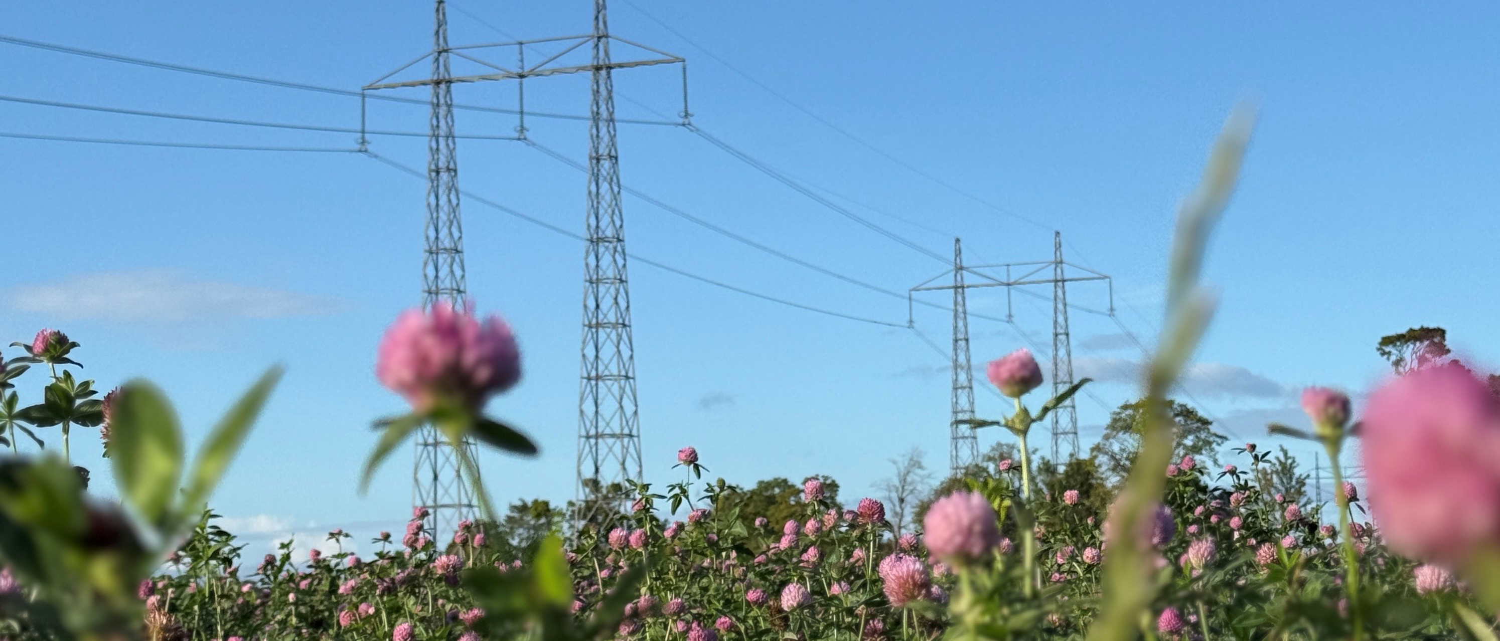 Vallfält med kraftledningar i bakgrunden
