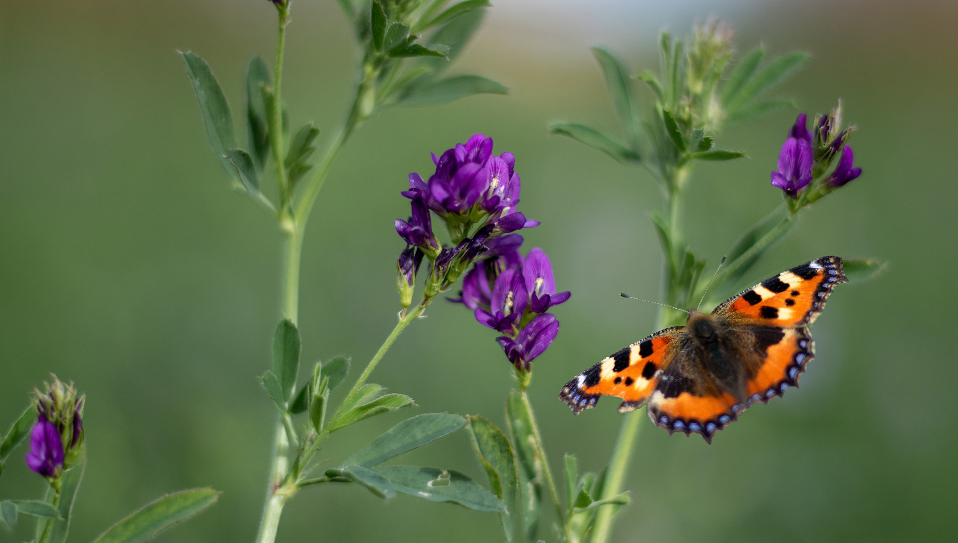 Lila blommor och en nässelfjäril mot grön bakgrund