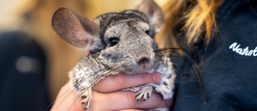 Hand som håller i en chinchilla