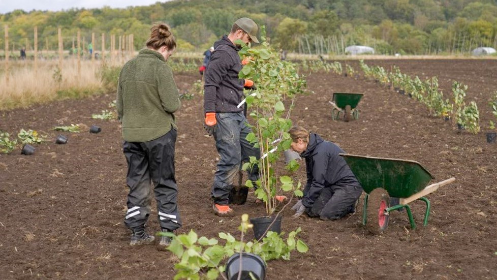 Tre arbetsklädda personer hjälps åt med att plantera träd