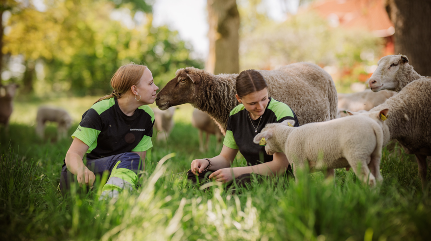 Två elever sitter ned och pratar med får i hage