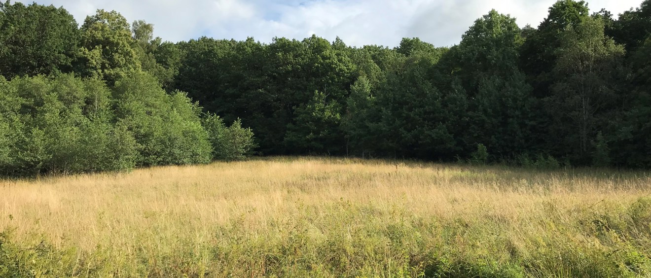 Ängsmark med skogsparti i bakgrunden