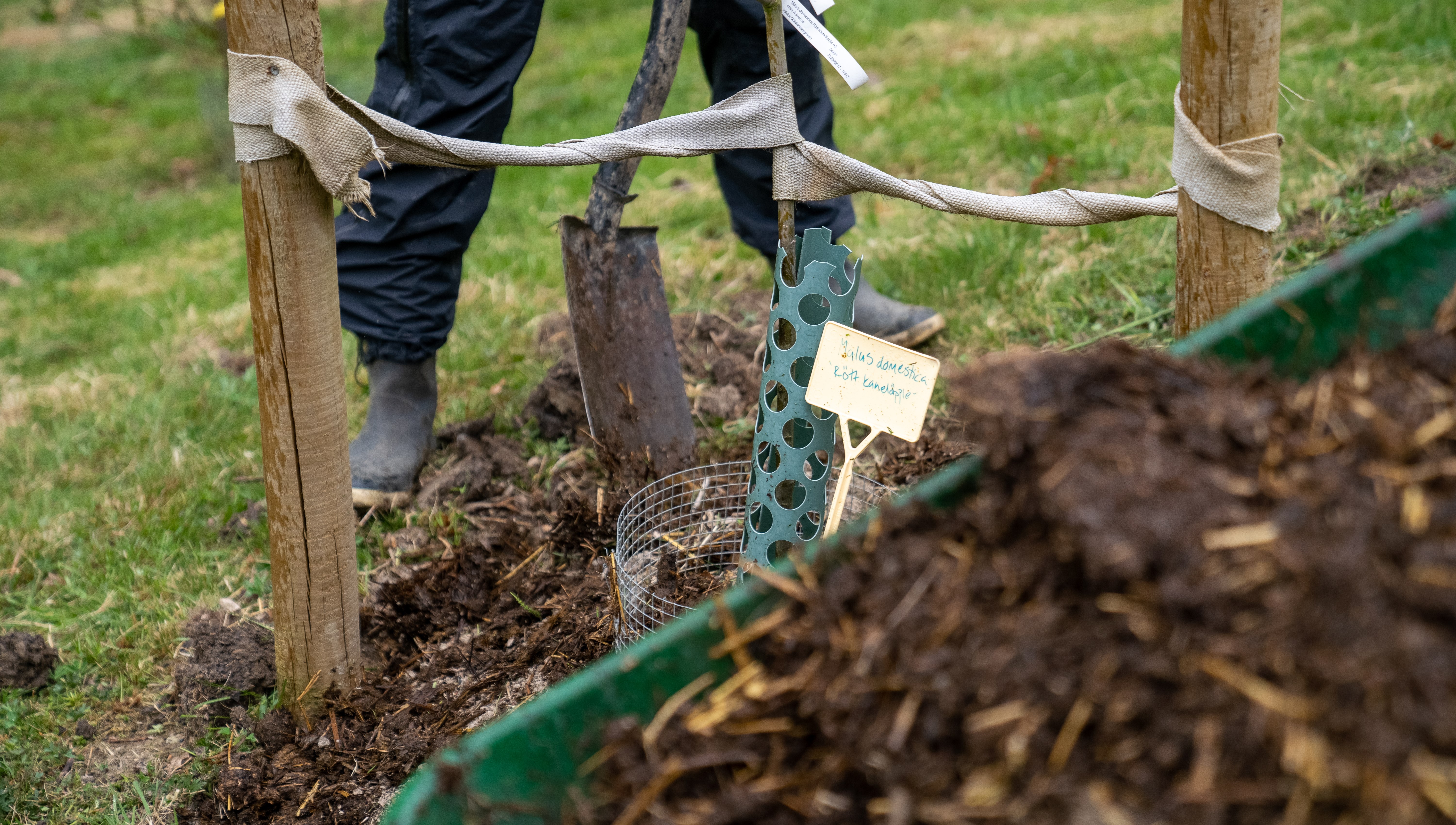 Gödsel i en skottkärra, en spade i marken och stolpar som håller upp ett träd