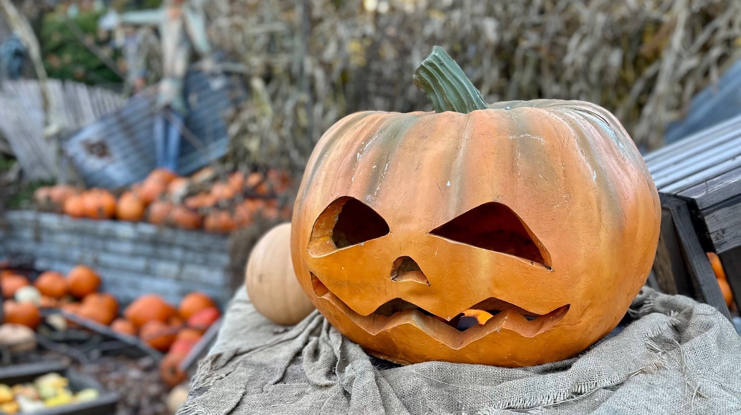En pumpa med utskuret ansikte framför många andra pumpor