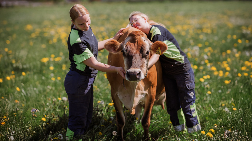 Två elever står i högt gräs och håller om en ko