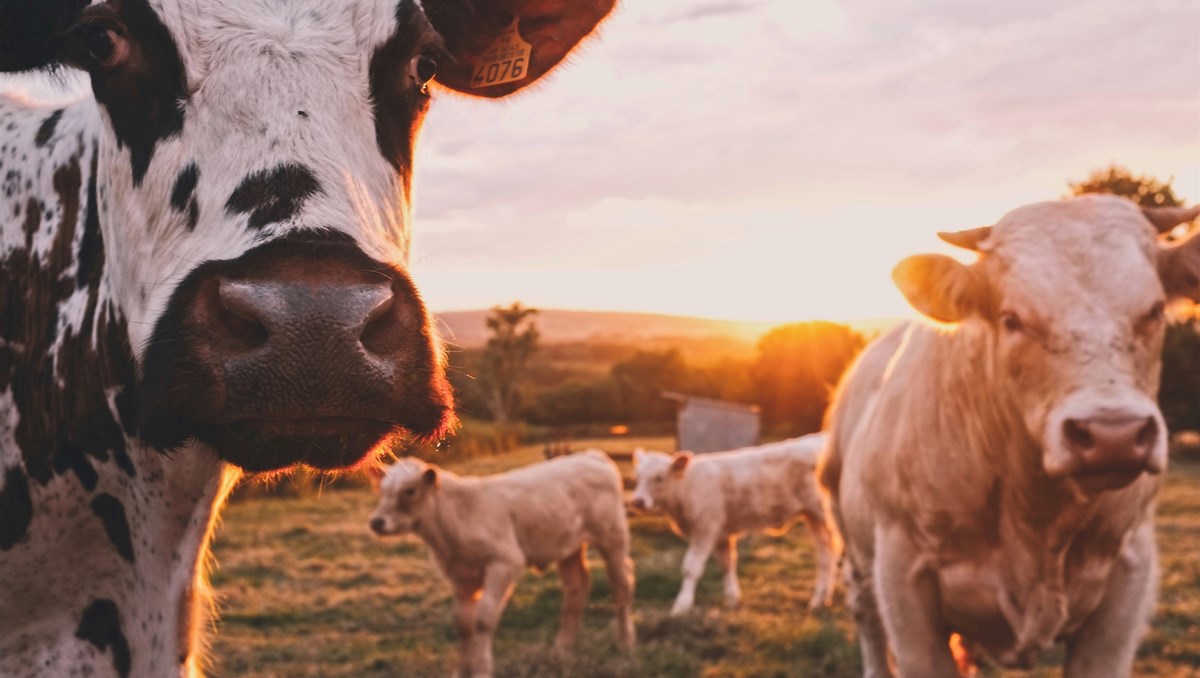 Kor och kalvar i en hage med soluppgång