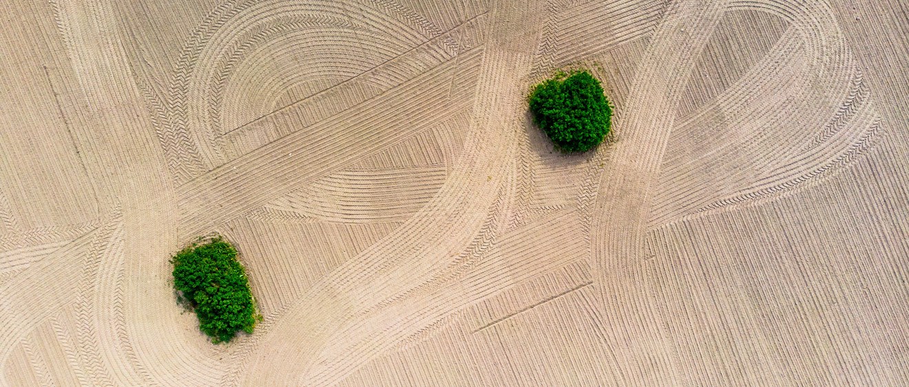 Drönarbild över harvad åker, men två gröna fält
