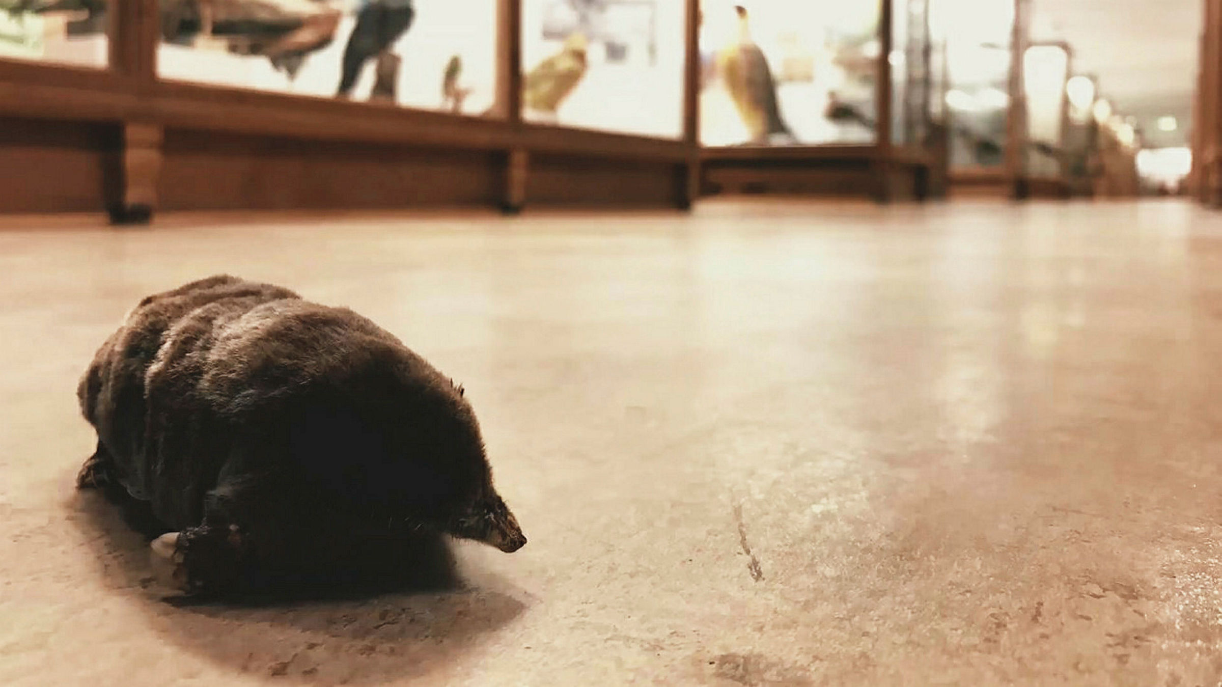 Ingen beskrivning tillgänglig