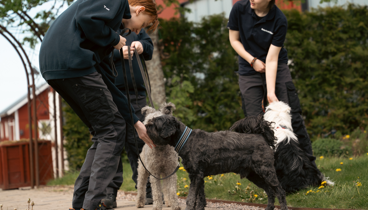 En grupp unga går på hundpromenad