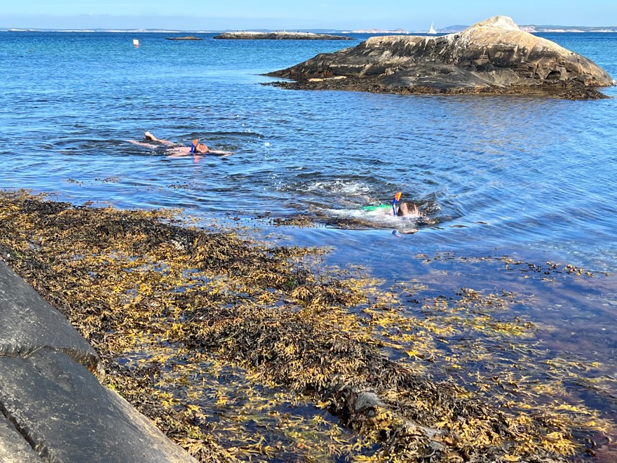 två snorklare i vatten