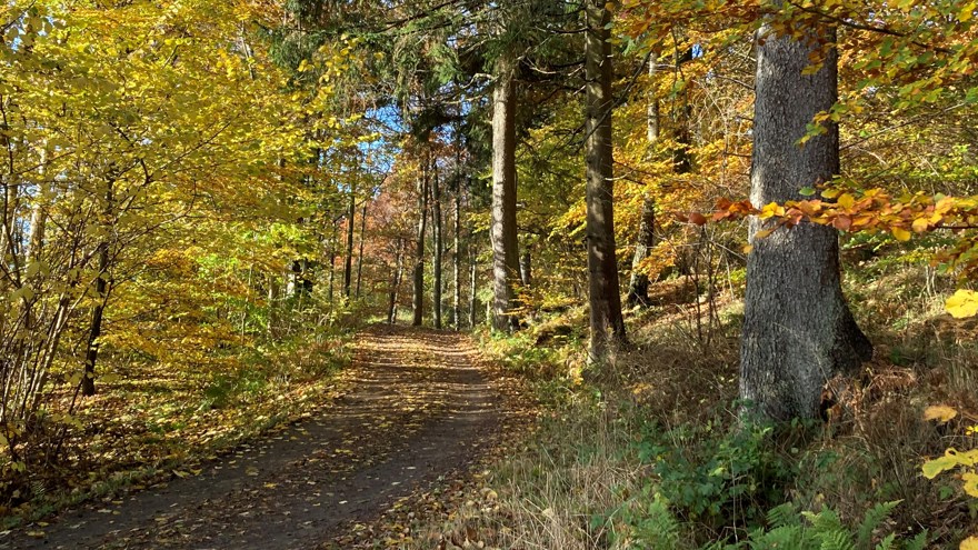 Skogsväg genom skog i höstfärger