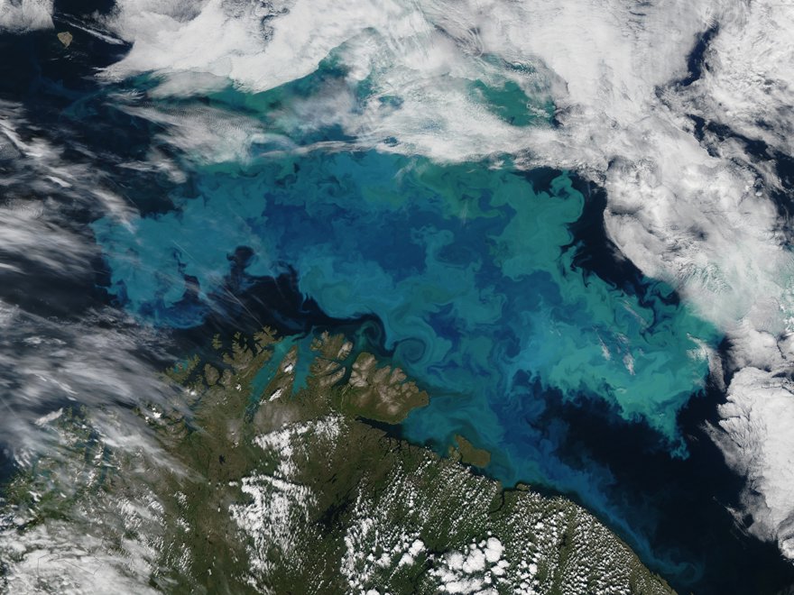 kieselalgsbälte Barents hav