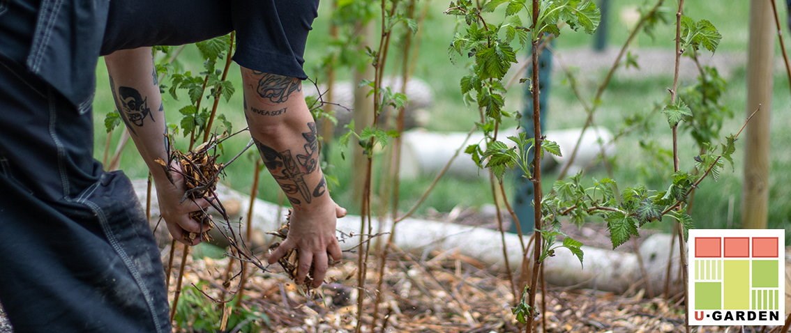 Två händer lägger kvistar och flis i en rabatt med planterade buskar. U-garden loggan syns i hörnet