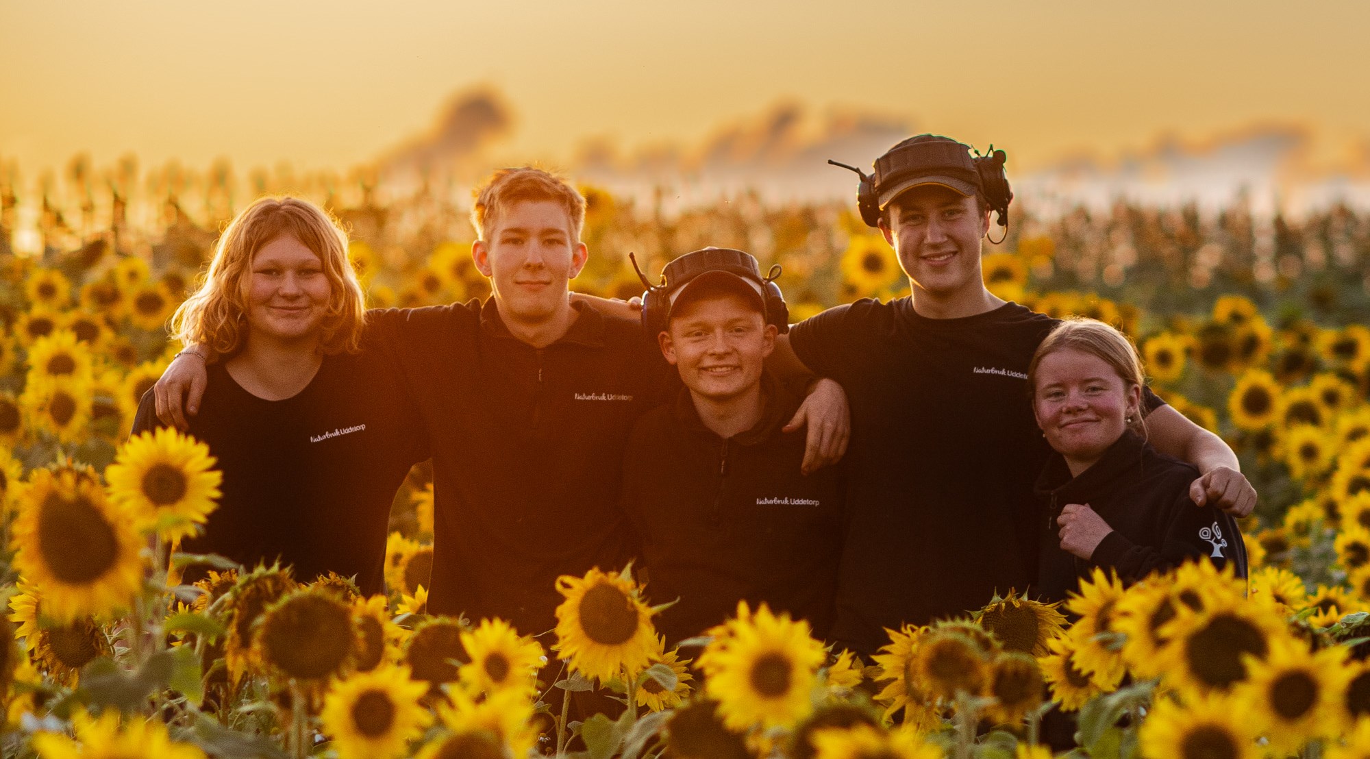 Fem elever står tillsammans i ett solrosfält i solnedgång