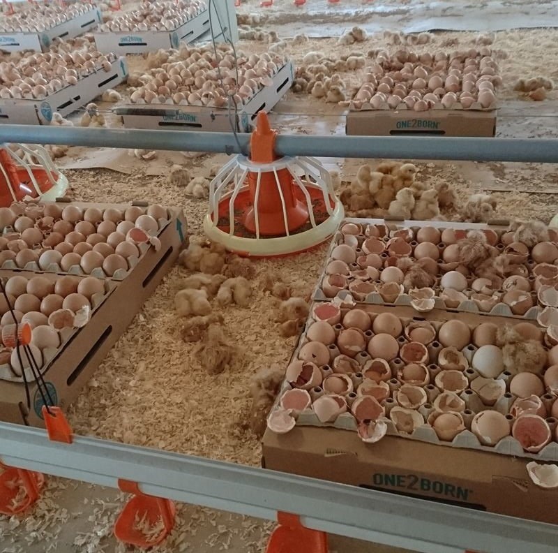 Massor av ägg som kläck och kycklingar som just har kläckts