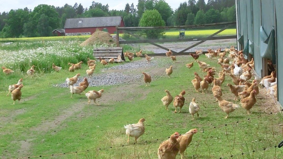 Kycklingar ute i sin hage