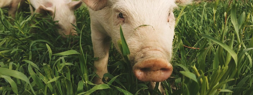 Grisar står i högt gräs