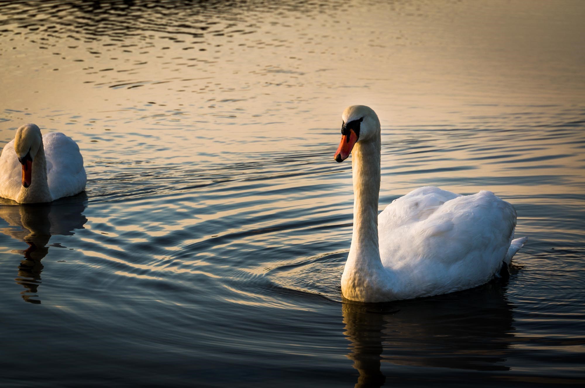 Ingen beskrivning tillgänglig