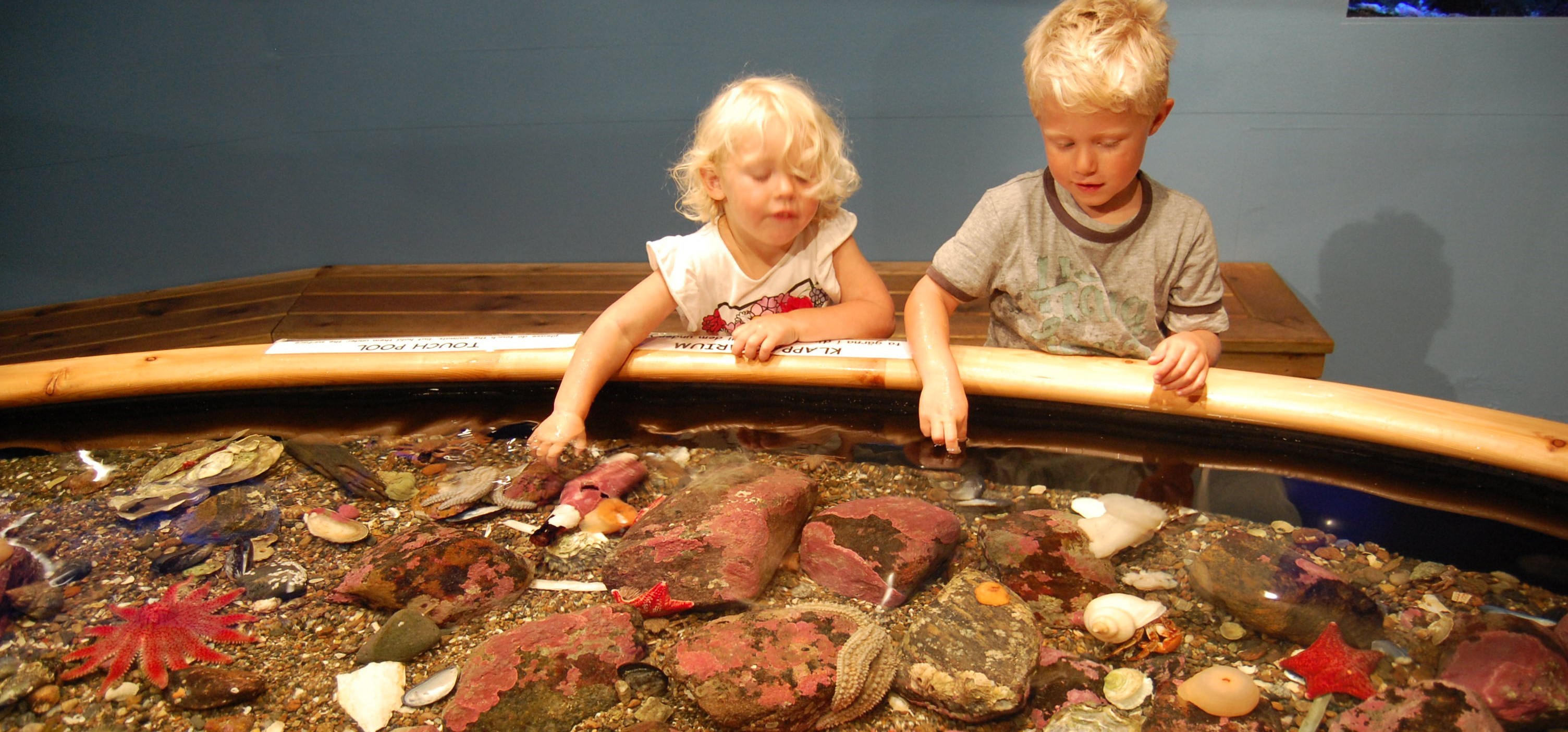 Två barn vid klappakvariet på Tjärnö, med sjögurka och röd solsjöstjärna.