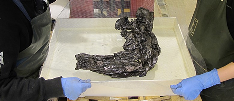 två personer med blå latexhandskar håller upp ett tunt nät. På nätet ligger en brun klump.