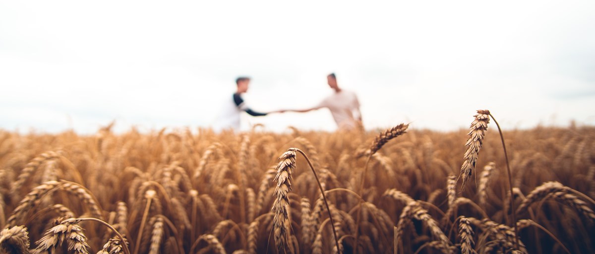 moget vetefält med två personer som tar i hand i bakgrunden