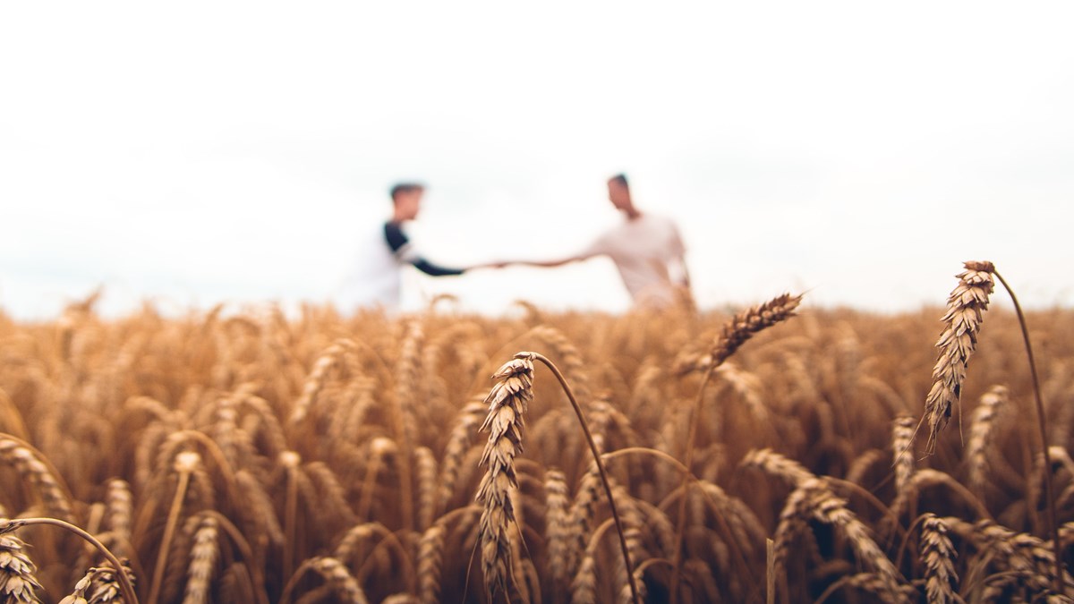 moget vetefält med två personer som tar i hand i bakgrunden