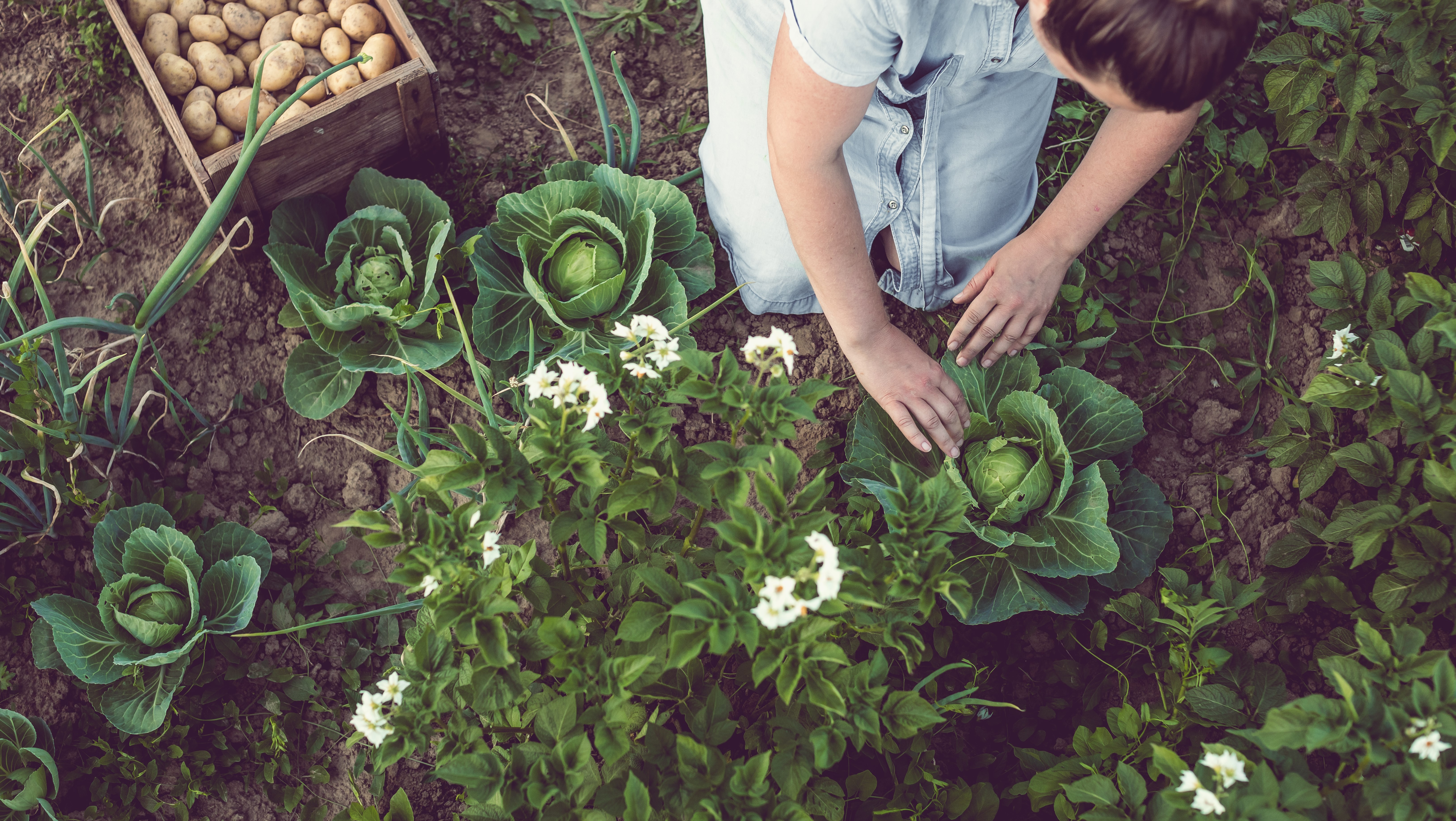 En person sitter på marken och grejar i ett trädgårdsland fullt med grönsaker