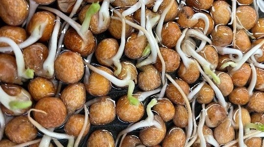 Gråärtan har börjat gro