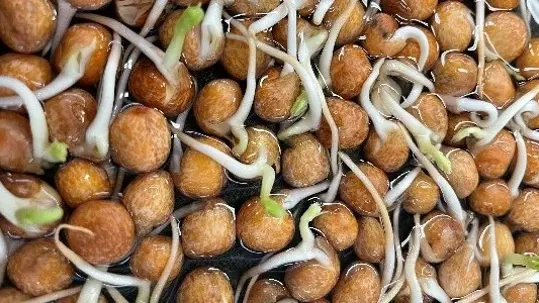 Gråärtan har börjat gro