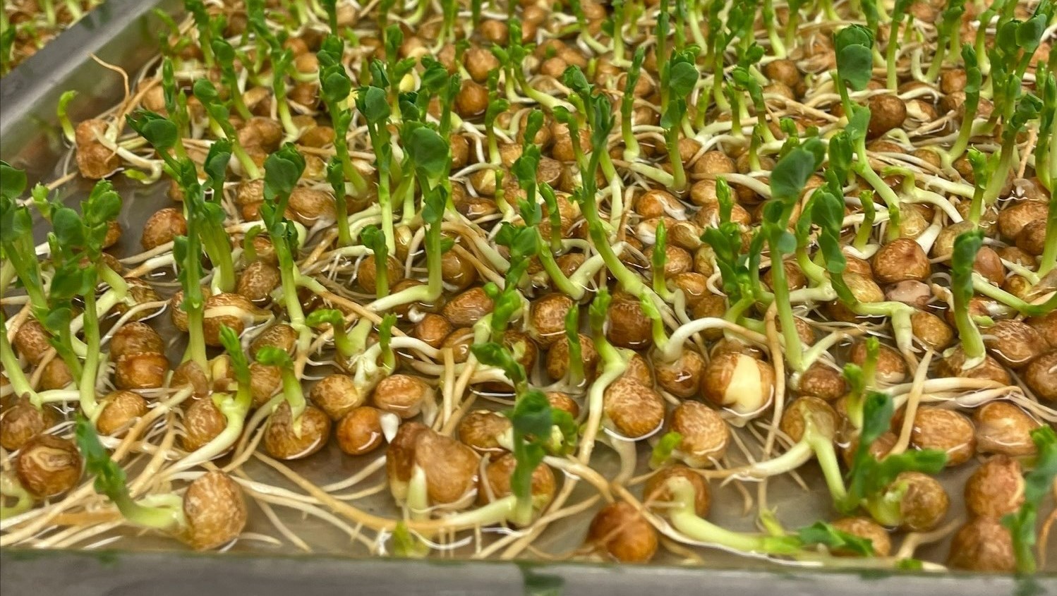 Skott börjar växa från gråärtan