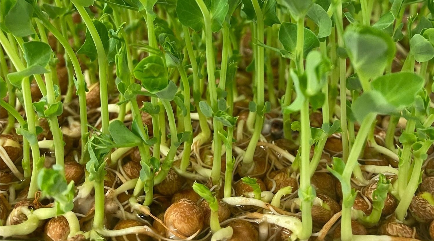 Snart färdiggroddad gråärt