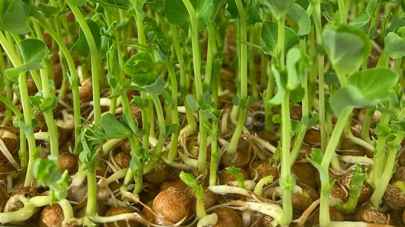 Snart färdiggroddad gråärt