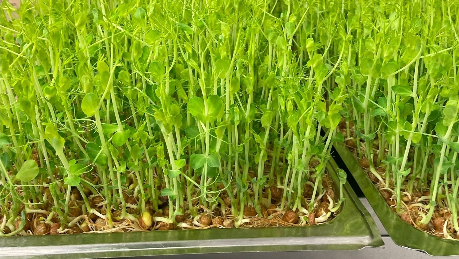 Färdiggroddad gråärt