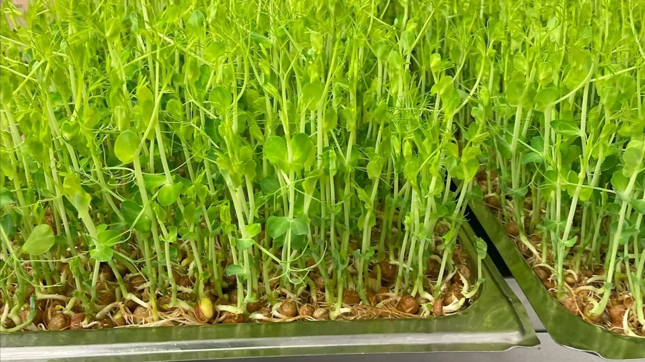 Färdiggroddad gråärt