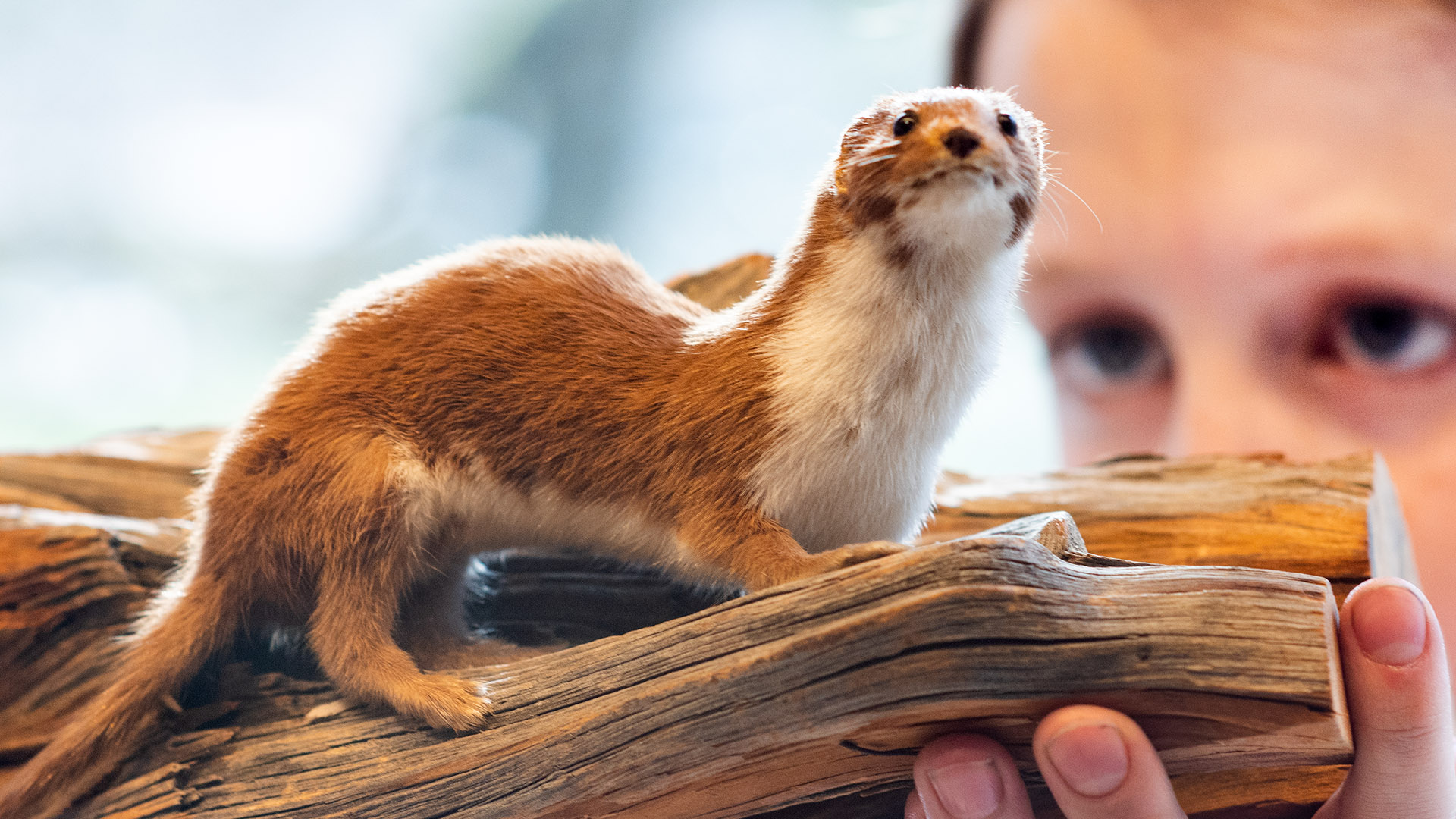 Ingen beskrivning tillgänglig